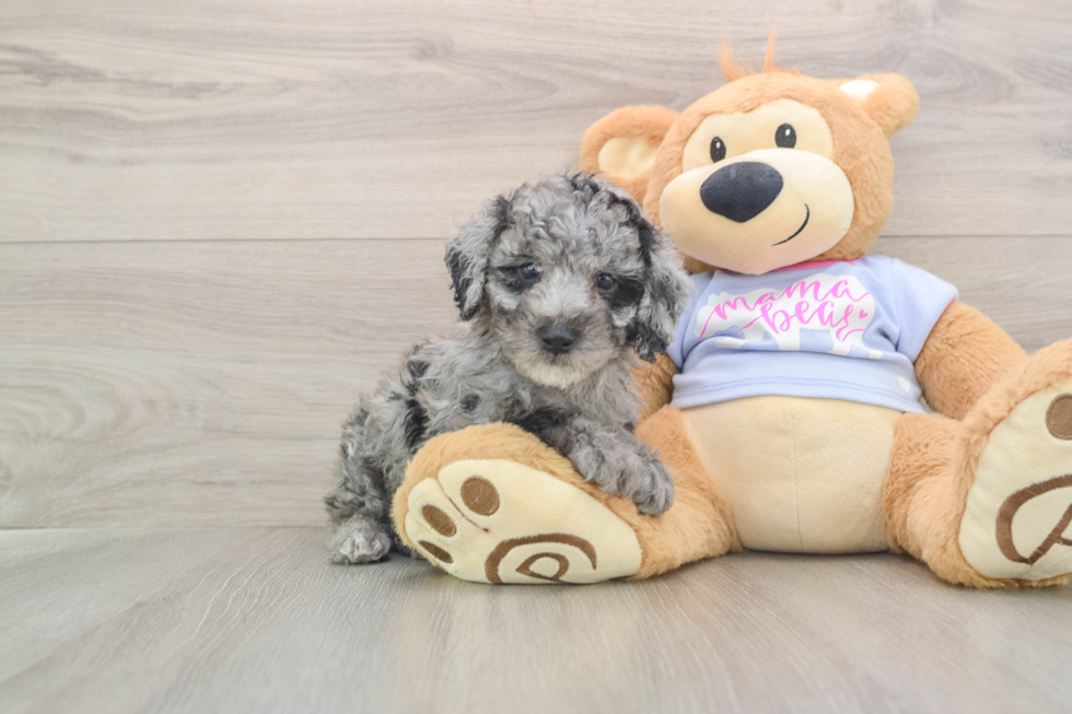 Poodle Pup Being Cute