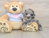 7 week old Poodle Puppy For Sale - Pilesgrove Pups