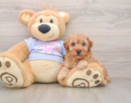 5 week old Poodle Puppy For Sale - Pilesgrove Pups