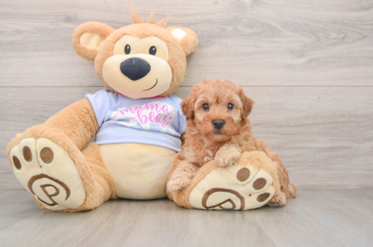 Friendly Poodle Baby