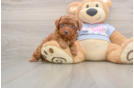 Poodle Puppy for Adoption