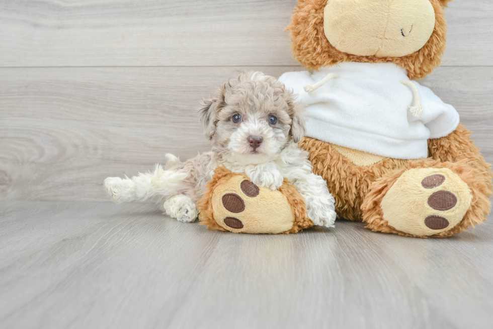 Fluffy Pudle Purebred Puppy