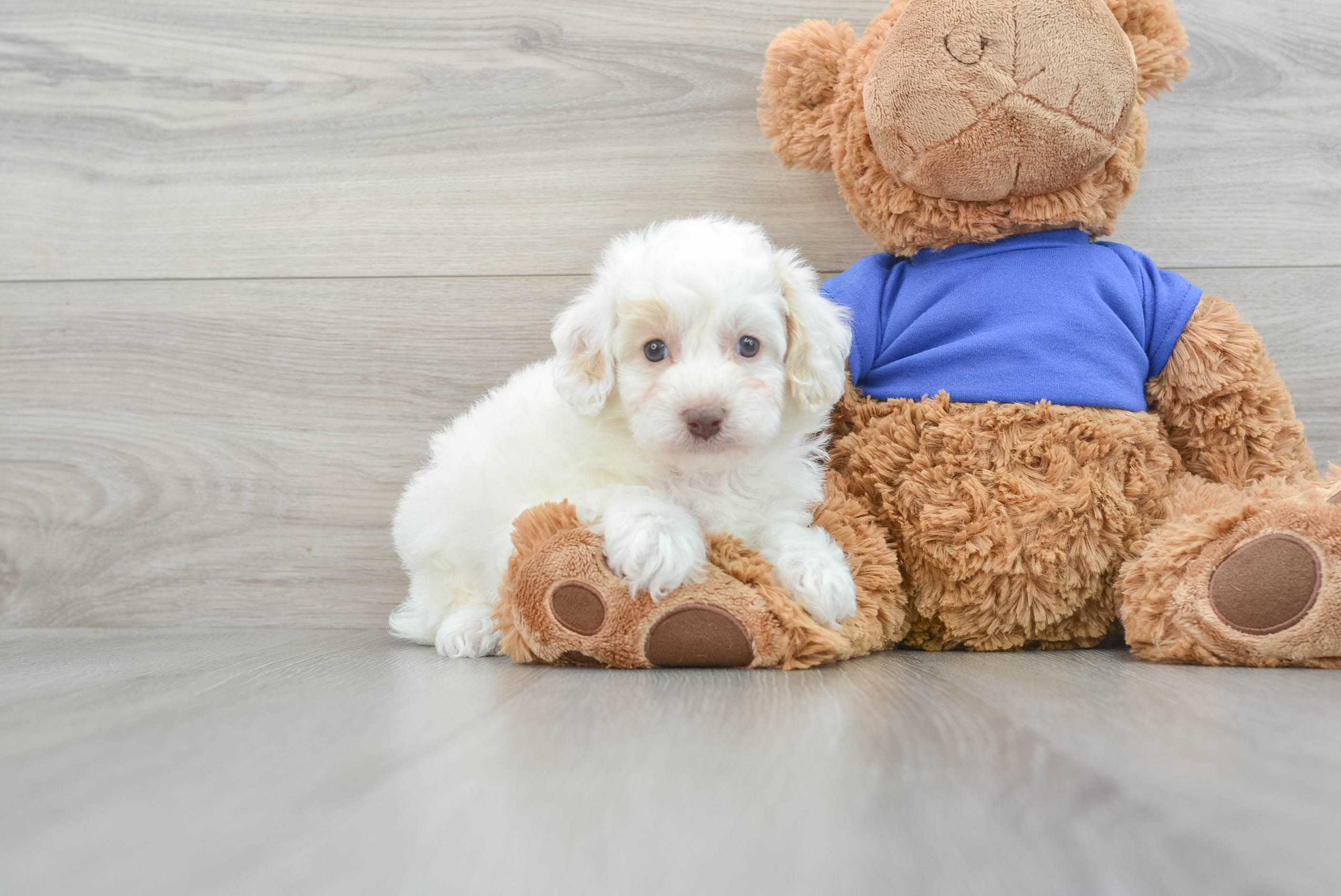 9 week old toy cheap poodle