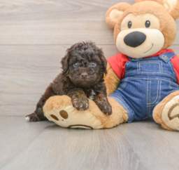 7 week old Poodle Puppy For Sale - Pilesgrove Pups