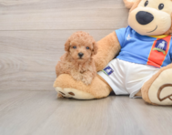 9 week old Poodle Puppy For Sale - Pilesgrove Pups