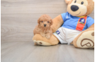 Smart Caniche Purebred Puppy
