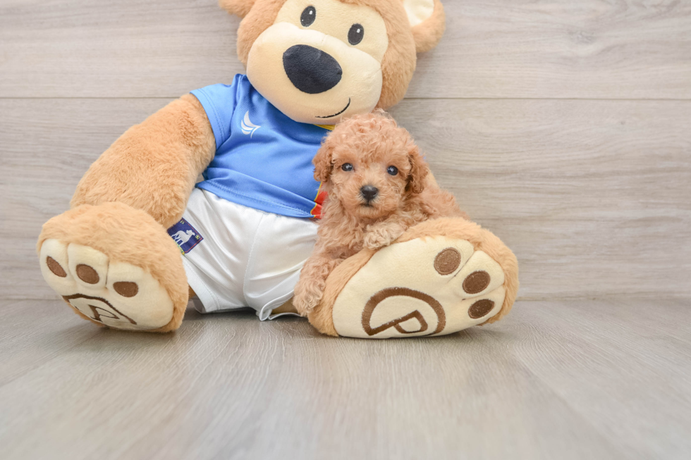 Playful Poodle Baby