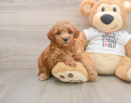 8 week old Poodle Puppy For Sale - Pilesgrove Pups