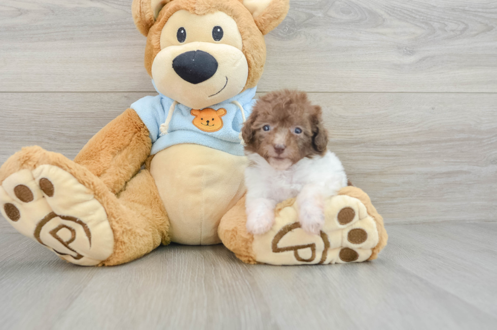 6 week old Poodle Puppy For Sale - Pilesgrove Pups