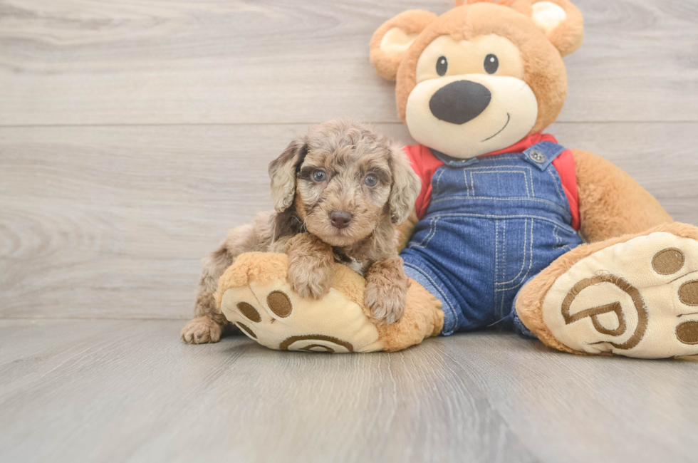 5 week old Poodle Puppy For Sale - Pilesgrove Pups