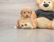 7 week old Poodle Puppy For Sale - Pilesgrove Pups