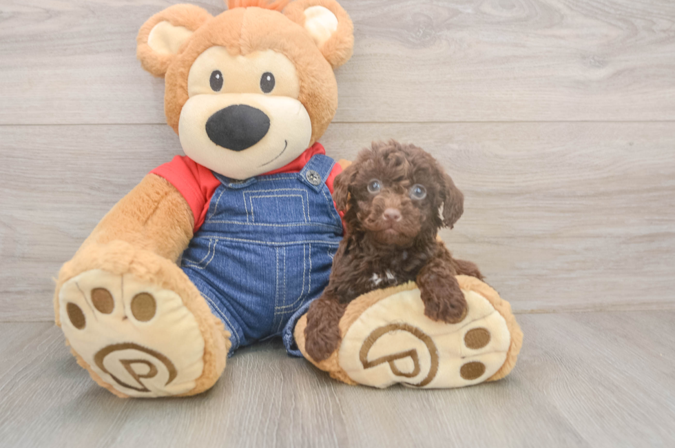 5 week old Poodle Puppy For Sale - Pilesgrove Pups