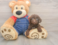 7 week old Poodle Puppy For Sale - Pilesgrove Pups 7 week old Poodle Puppy For Sale - Pilesgrove Pups