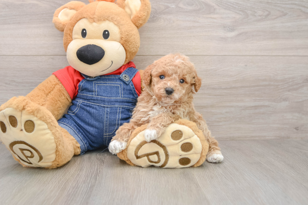 Poodle Puppy for Adoption