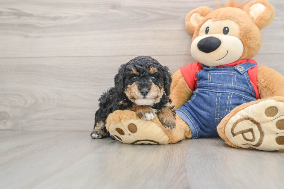 Hypoallergenic Poodle Purebred Pup