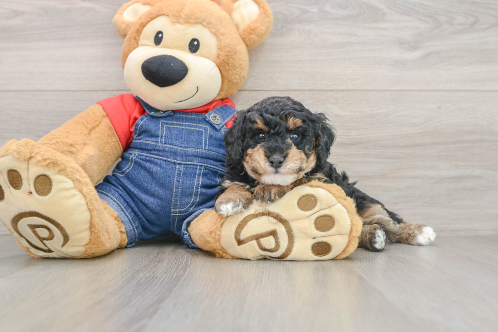 Poodle Puppy for Adoption