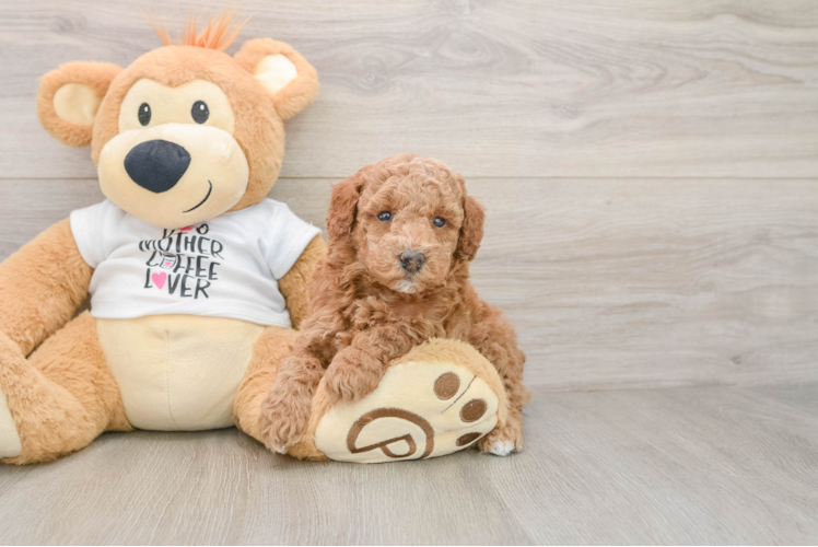 Akc Registered Poodle Baby