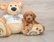7 week old Poodle Puppy For Sale - Pilesgrove Pups