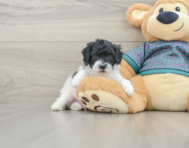 7 week old Poodle Puppy For Sale - Pilesgrove Pups