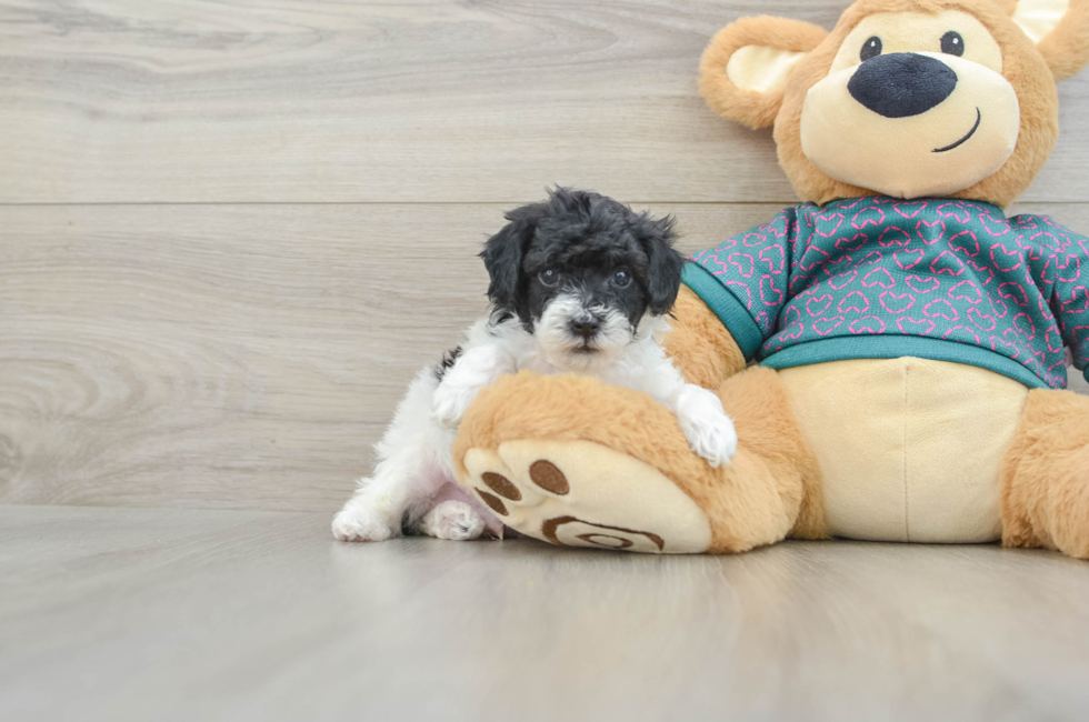 5 week old Poodle Puppy For Sale - Pilesgrove Pups