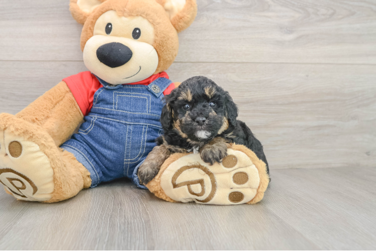 Adorable Pooodle Purebred Puppy