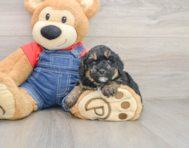 7 week old Poodle Puppy For Sale - Pilesgrove Pups