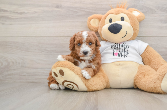 Poodle Pup Being Cute