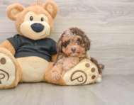 7 week old Poodle Puppy For Sale - Pilesgrove Pups