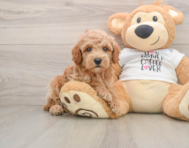 7 week old Poodle Puppy For Sale - Pilesgrove Pups