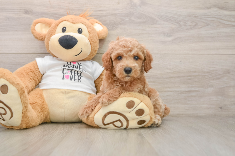 Sweet Caniche Purebred Puppy
