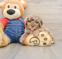 7 week old Poodle Puppy For Sale - Pilesgrove Pups