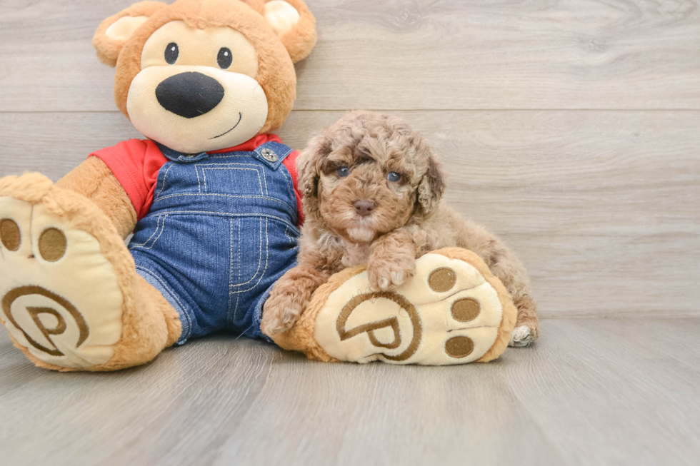 Poodle Puppy for Adoption