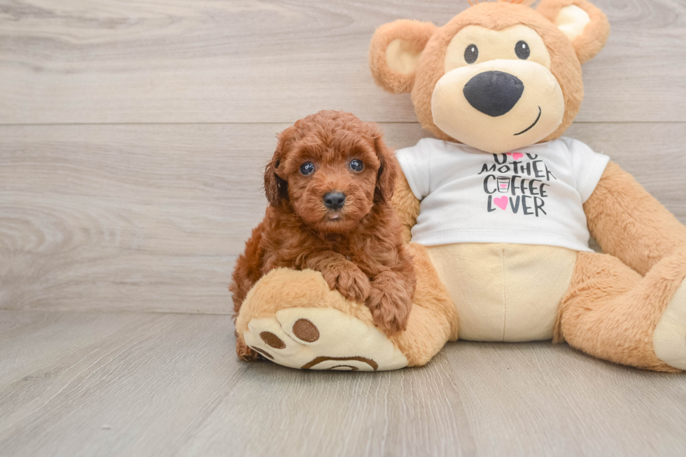 Best Poodle Baby