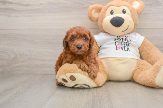 Best Poodle Baby
