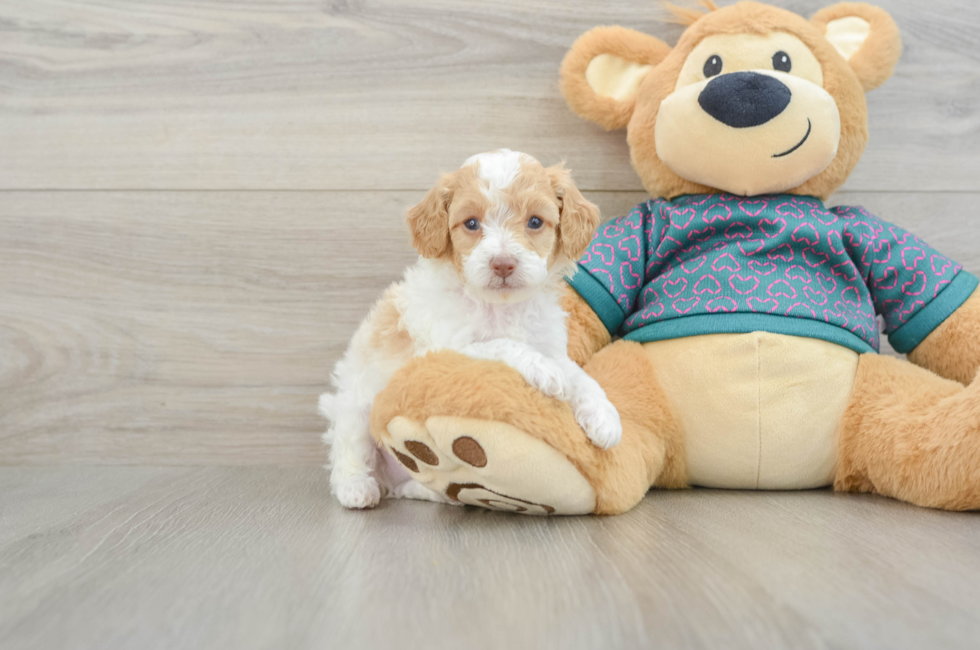 5 week old Poodle Puppy For Sale - Pilesgrove Pups