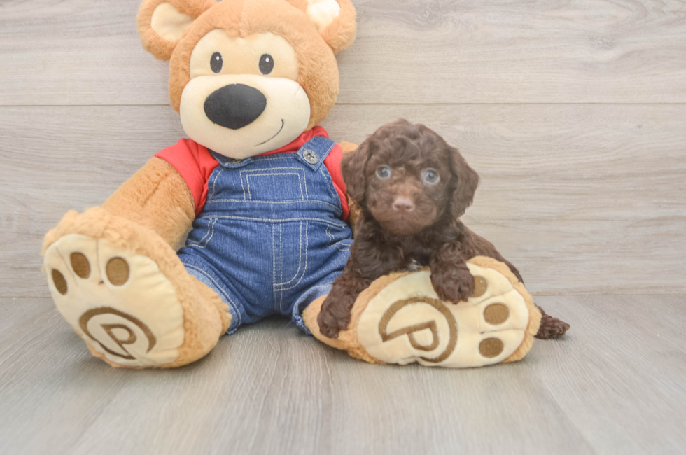 5 week old Poodle Puppy For Sale - Pilesgrove Pups
