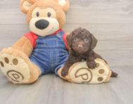 7 week old Poodle Puppy For Sale - Pilesgrove Pups 7 week old Poodle Puppy For Sale - Pilesgrove Pups