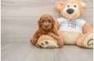 Cute Pudel Purebred Puppy