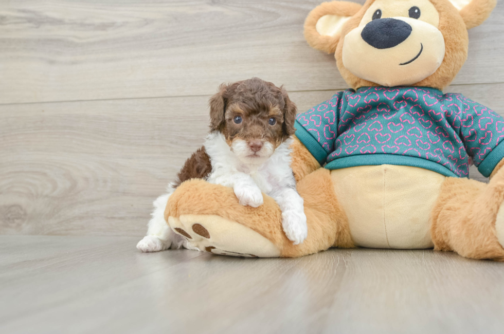 5 week old Poodle Puppy For Sale - Pilesgrove Pups