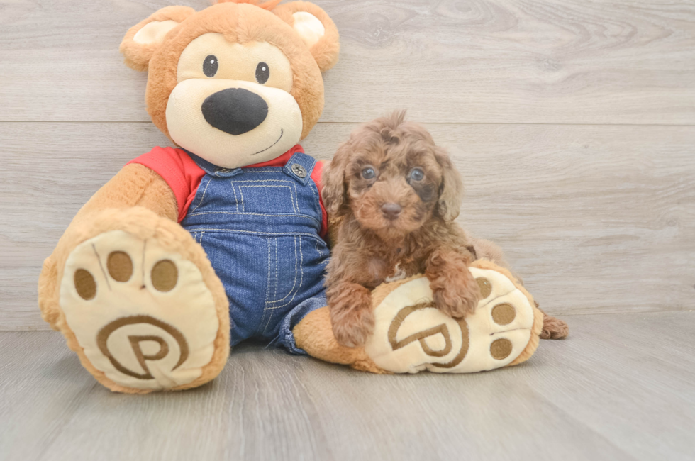 5 week old Poodle Puppy For Sale - Pilesgrove Pups