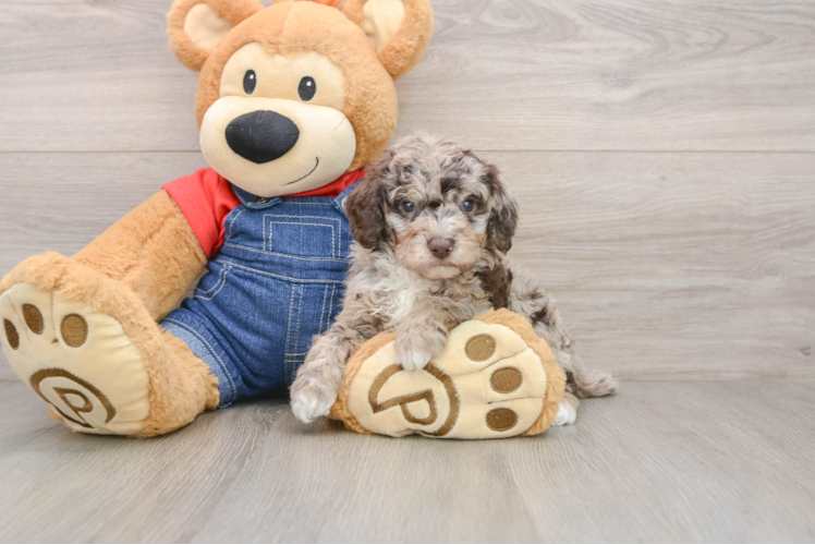 Poodle Puppy for Adoption