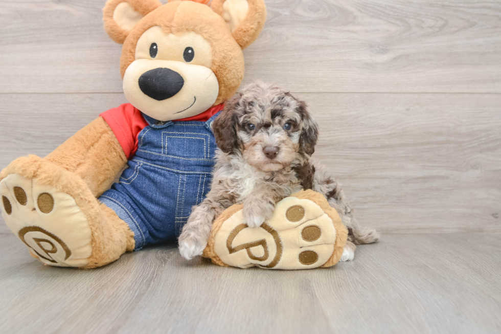 Poodle Puppy for Adoption