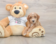 6 week old Poodle Puppy For Sale - Pilesgrove Pups