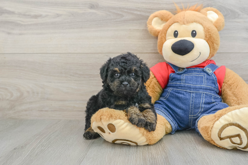6 week old Poodle Puppy For Sale - Pilesgrove Pups