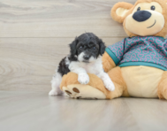 7 week old Poodle Puppy For Sale - Pilesgrove Pups