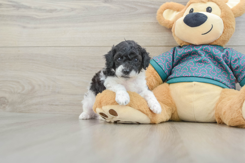 5 week old Poodle Puppy For Sale - Pilesgrove Pups