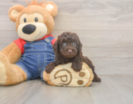 7 week old Poodle Puppy For Sale - Pilesgrove Pups