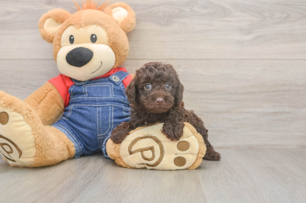 5 week old Poodle Puppy For Sale - Pilesgrove Pups