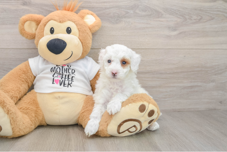 Poodle Pup Being Cute