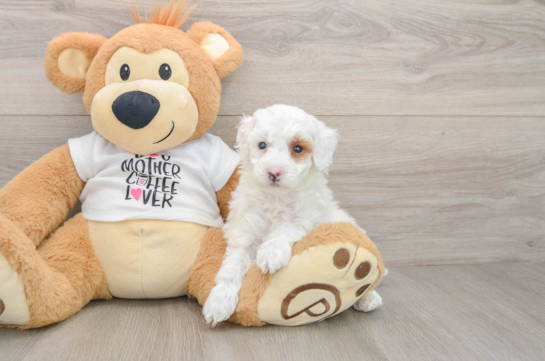 Poodle Pup Being Cute